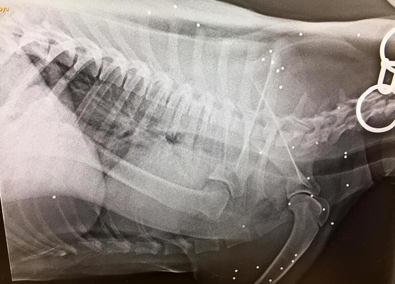Xray dog with pellets